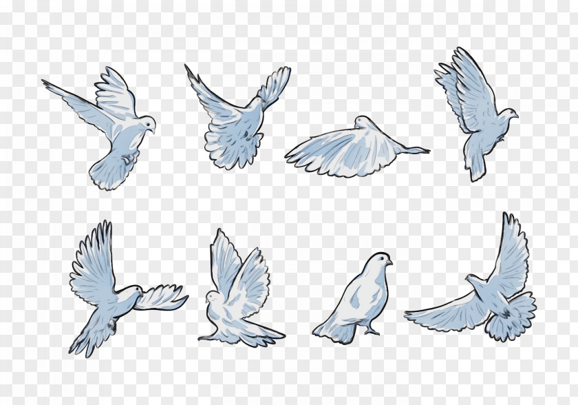 Line Art Drawing Wing Pigeons And Doves Rock Dove Animal Figure Bird PNG