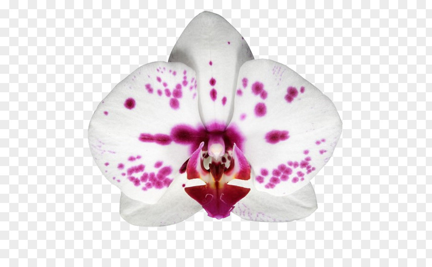 Moth Orchids Stolk Flora Plant Donostia / San Sebastián PNG