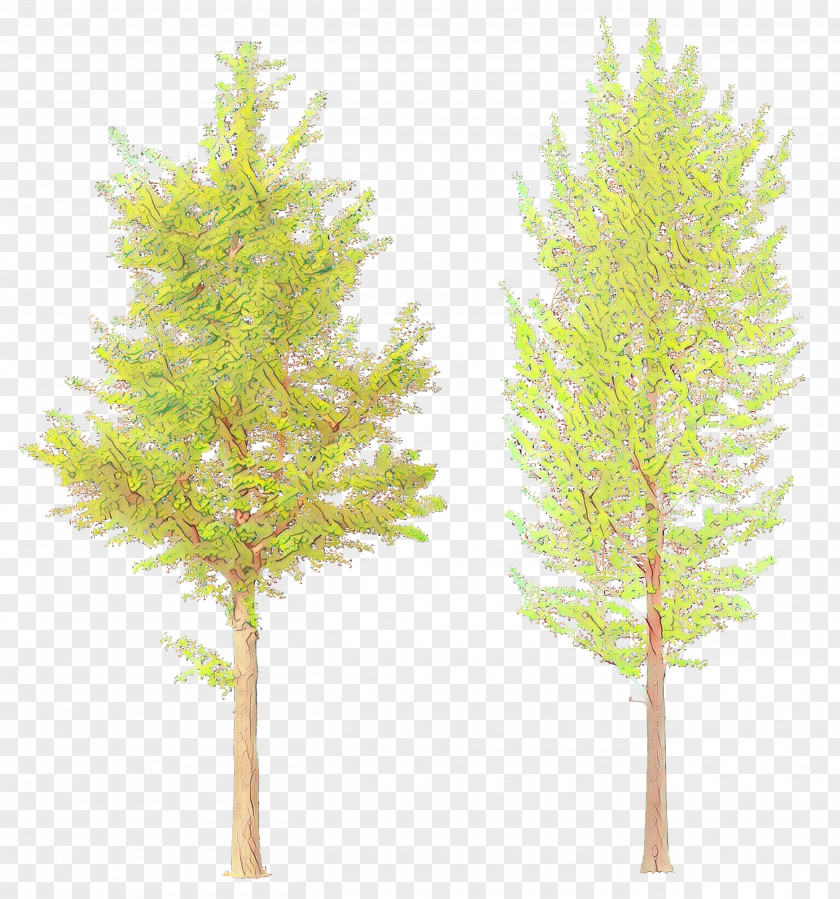 Plant Stem Woody Tree White Pine Lodgepole Red PNG