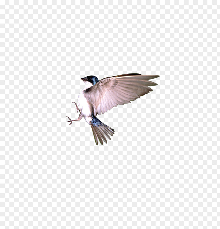 Sparrow In Flight Bird PNG