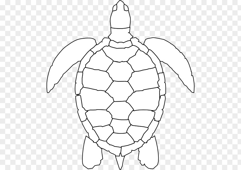 Turtle Outline Green Sea Drawing Clip Art PNG