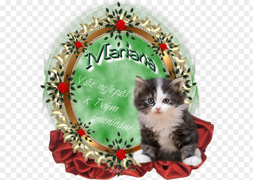 Cat Whiskers Holiday Name Day PNG