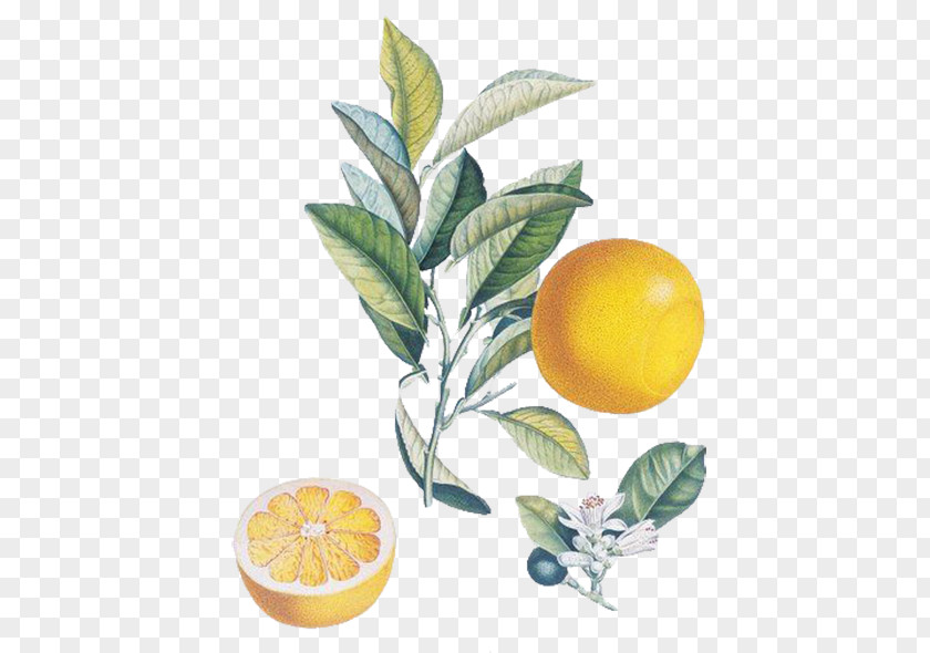 Food Lemon The Persistence Of Memory Watercolor Painting Fruit Salvador Dalxed Museum PNG
