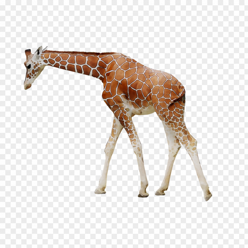 Giraffe /m/083vt Neck Fauna Terrestrial Animal PNG
