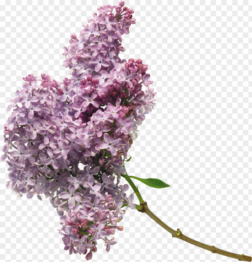 Lilac Flower Purple Clip Art PNG