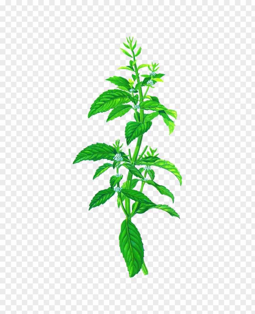 Mint Mentha Arvensis Peppermint Herb Spicata Chocolate PNG