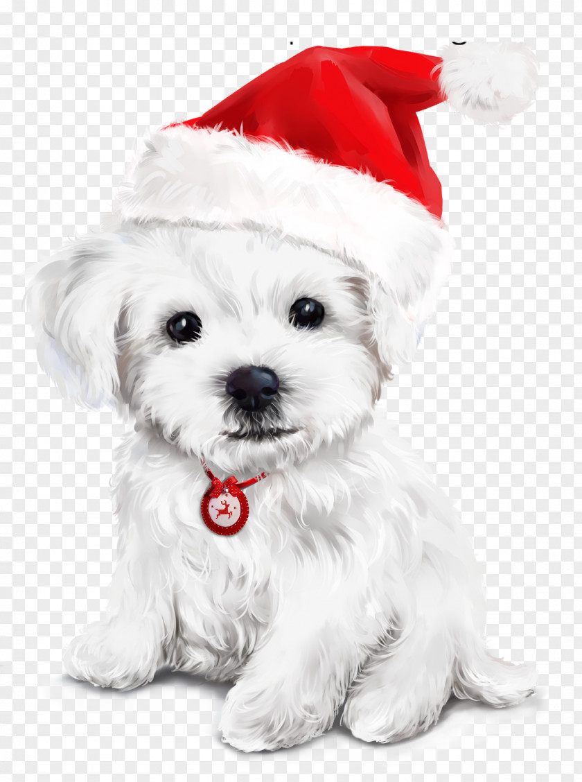 Sealyham Terrier Morkie White Christmas PNG