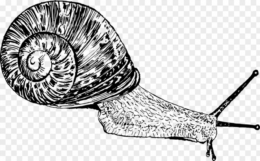 Snail Gastropods Drawing Seashell Slug PNG