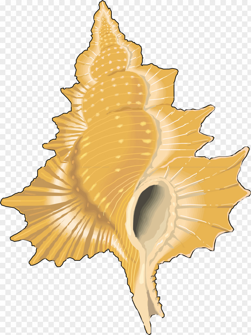 Conch Vector Material Molluscs Seashell Karbon Clip Art PNG