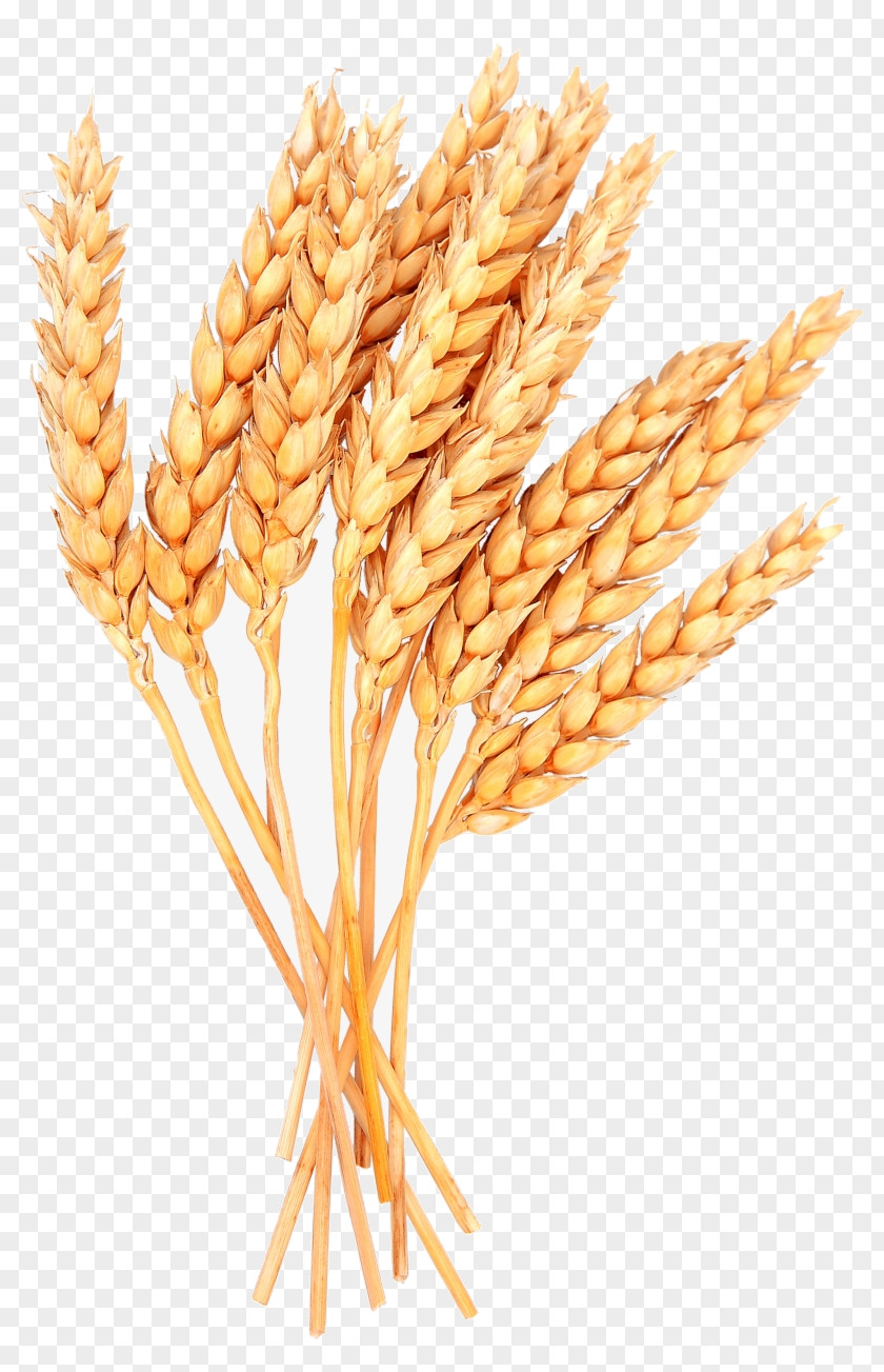 Elymus Repens Oat Wheat PNG
