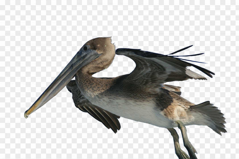 Hook Brown Pelican Bird Fishing Wiki PNG