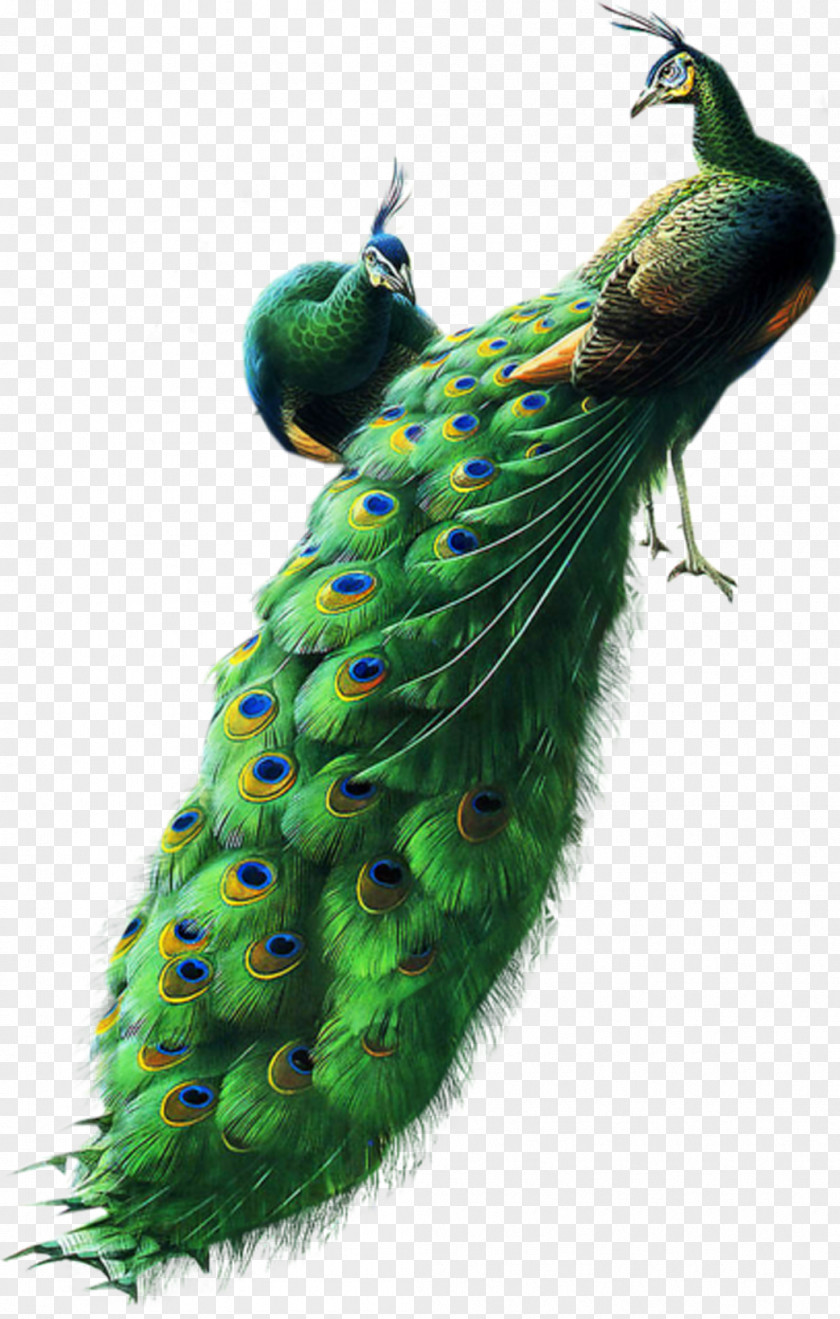 Peacock Bird Asiatic Peafowl Clip Art PNG