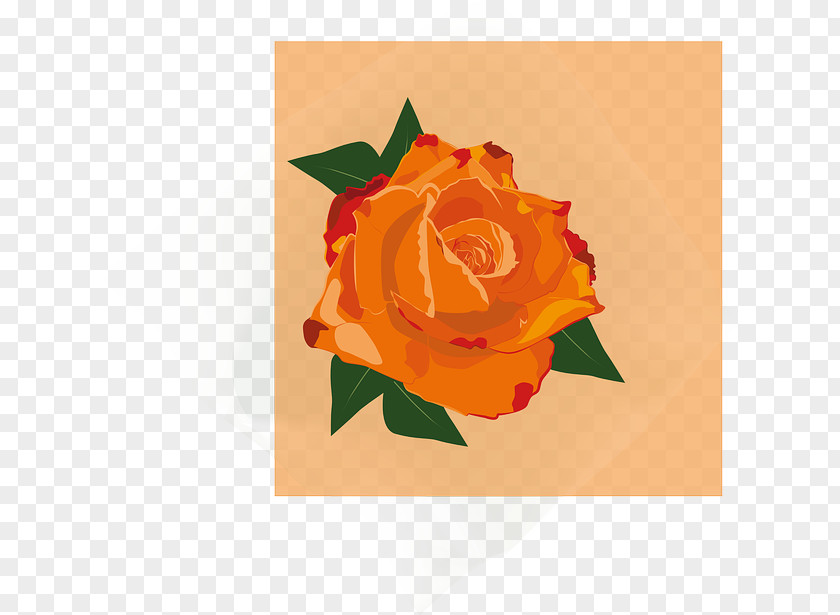 Rose Garden Roses Flower PNG