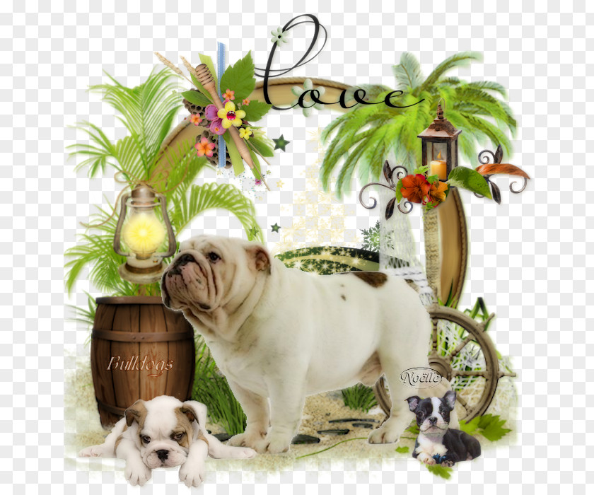 Animaux Bulldog Dog Breed Non-sporting Group Snout PNG