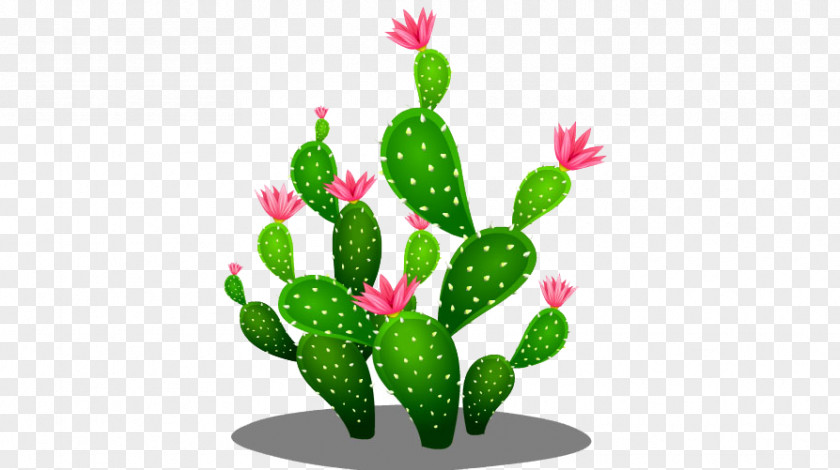 Cactus Cactaceae Euclidean Vector Seed PNG
