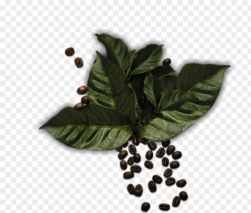 Leaf Herbalism Superfood Tree PNG