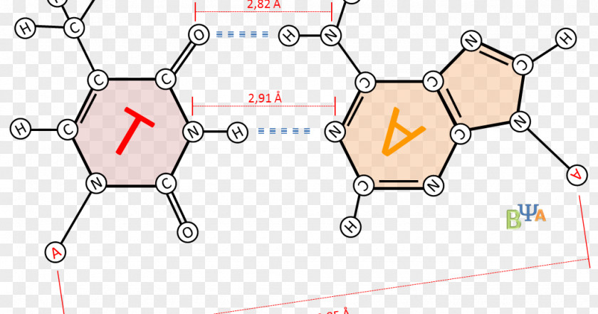 Mundo Thymine Adenine Cytosine Guanine PNG