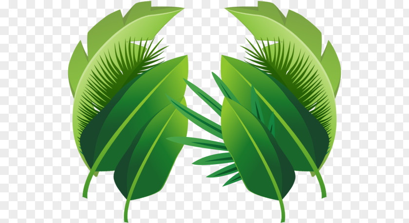Plant Stem Banana Leaf Palm Tree PNG