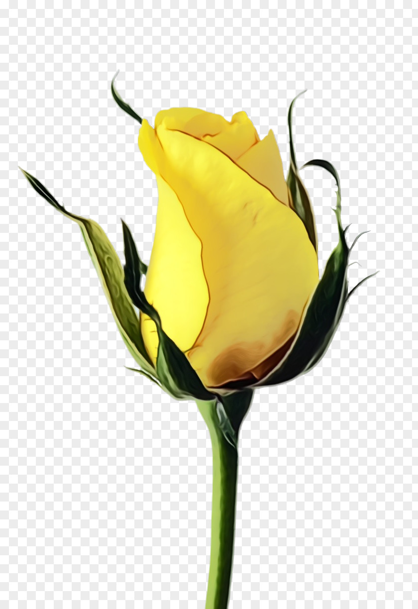 Rose Order Tulip Bouquet Of Flowers PNG