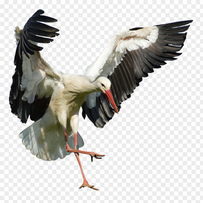 Stork White Bird Beak Flight Feather PNG