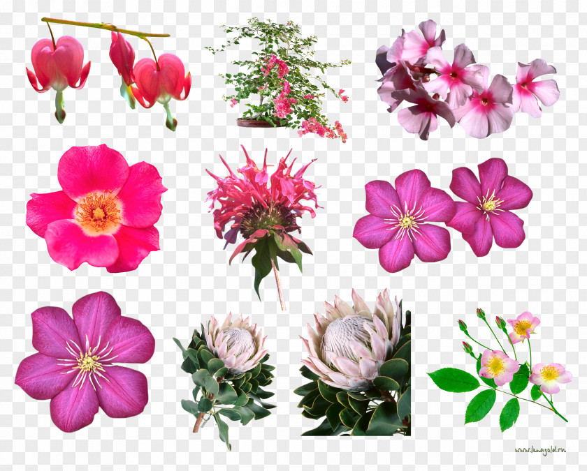 Blush Floral Flower Design PNG