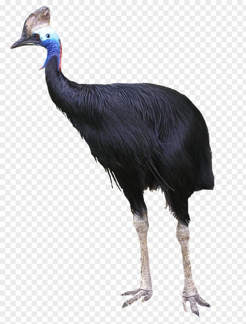Colored Ostrich Feathers Common Flightless Bird Southern Cassowary Australia PNG