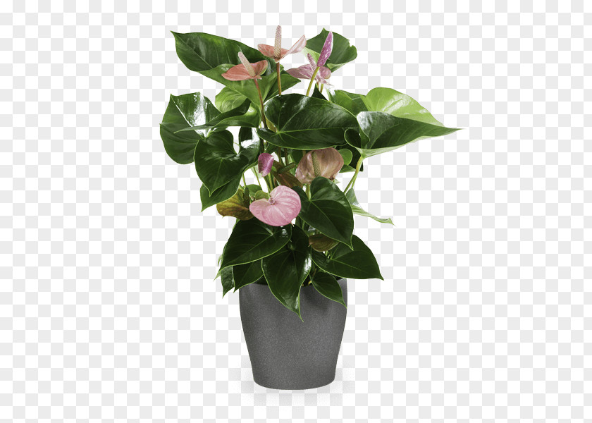 Flower Laceleaf Ornamental Plant Birthday PNG