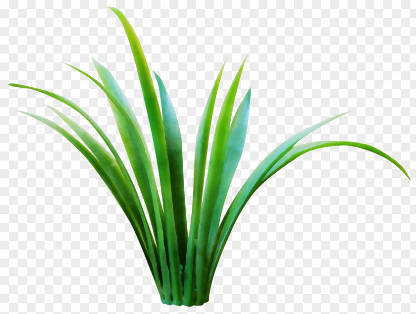 Flowering Plant Houseplant Green Grass Leaf Family PNG