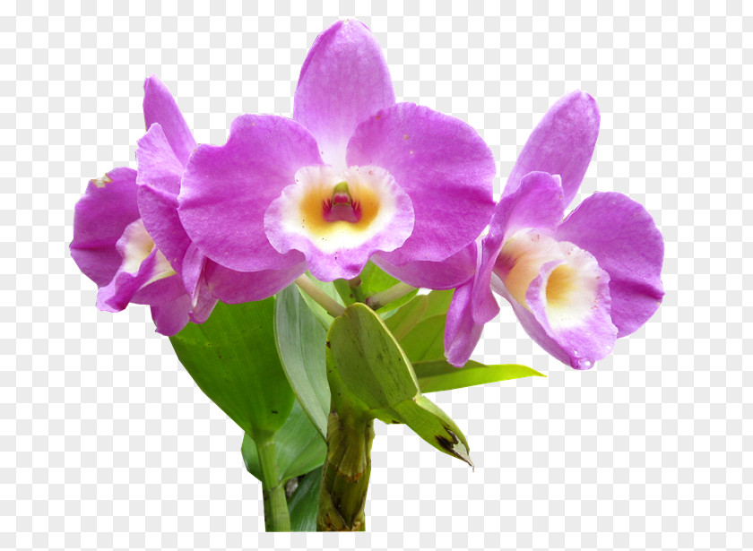 Tem Leather Flower Moth Orchids Cut Flowers PNG
