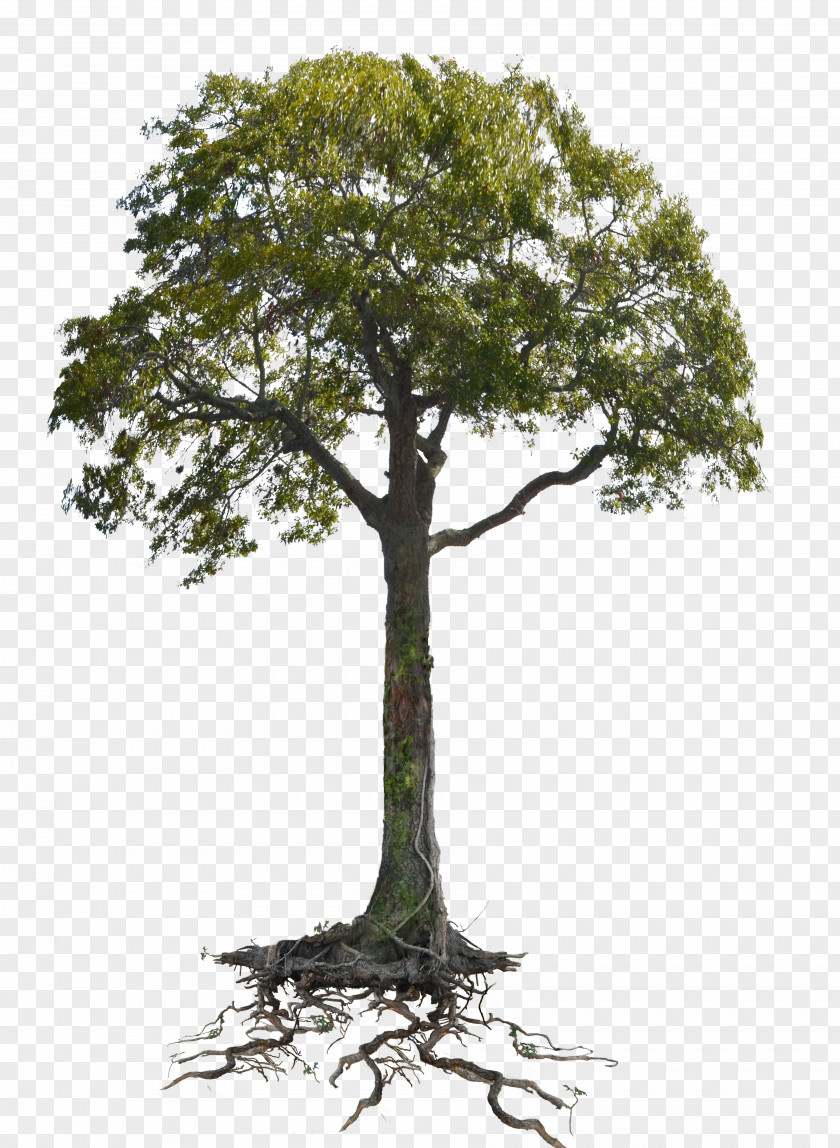 Tree Branch Root Woody Plant Trunk PNG