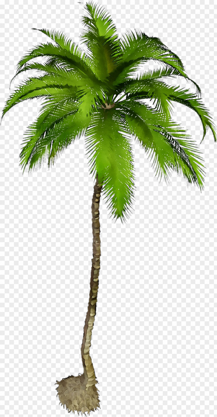 Clip Art Image Palm Trees Graphic Design PNG