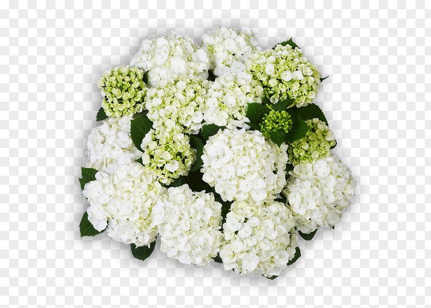 Flower Hydrangea Floral Design Cut Flowers Bouquet PNG