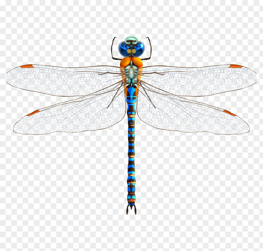 Insect,dragonfly Insect Dragonfly Clip Art PNG