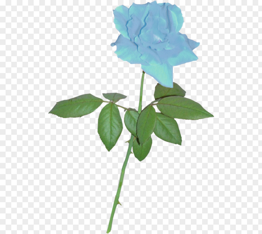 Blue Rose Silhouette Clip Art PNG