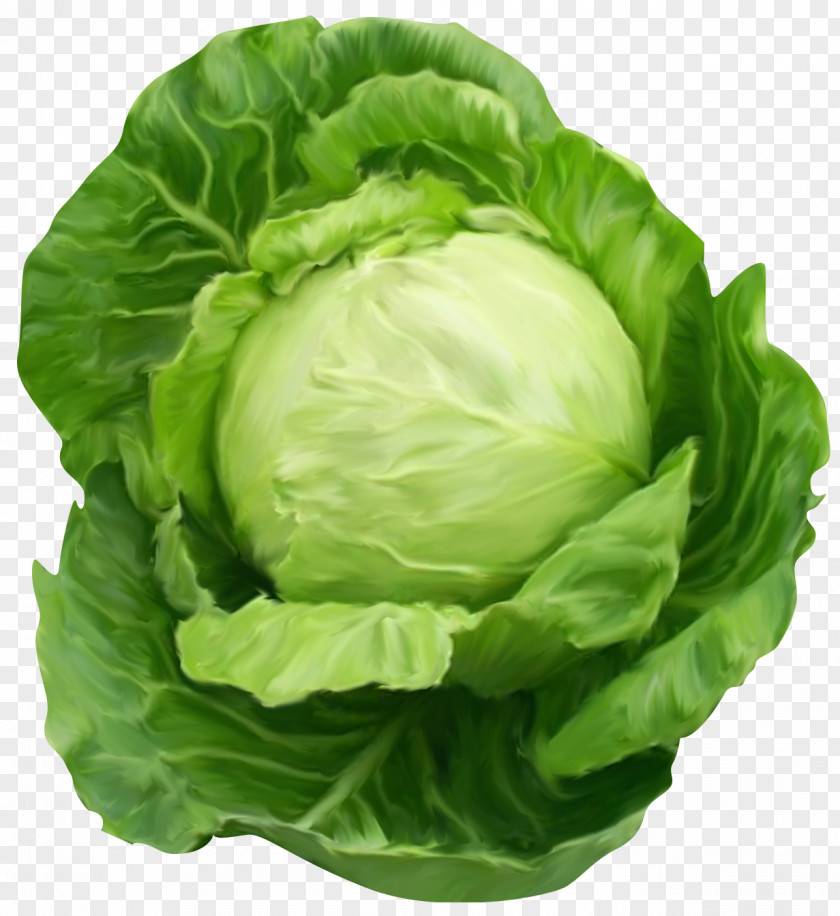 Cabbage Clipart Picture Vegetable Clip Art PNG