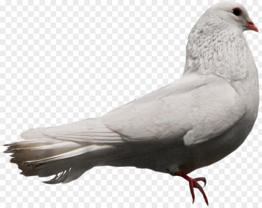 Pigeon Columbidae Bird DeviantArt Stock Dove PNG