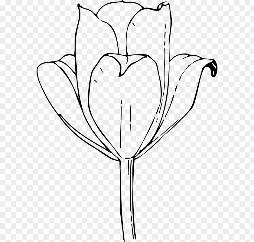 Tulips Tulip Drawing Flower Clip Art PNG