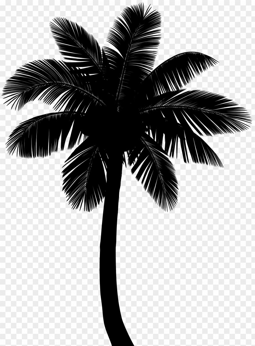 Asian Palmyra Palm Coconut Silhouette Borassus PNG