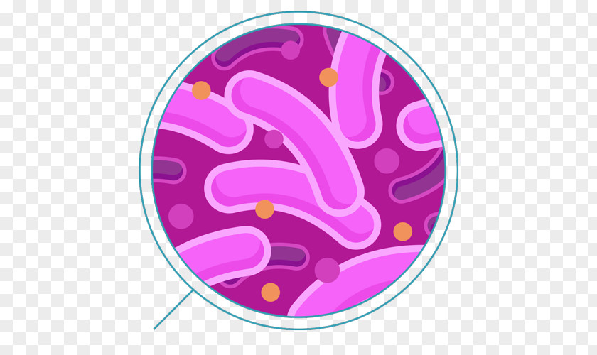 Bacteria Coliform Sulfur-reducing Clip Art PNG