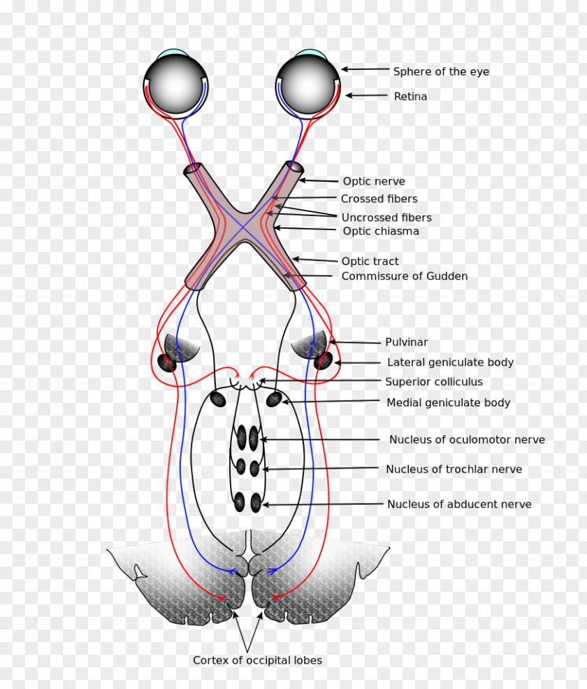 Brain Visual System Sensory Nervous Optic Nerve Perception PNG