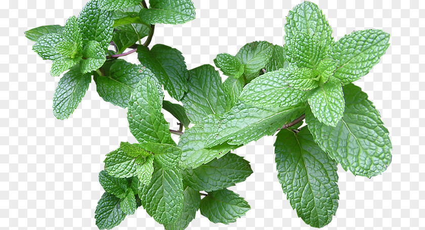 Herbal Plants Dog Mint Remedio Herbaceous Plant Flatulence PNG