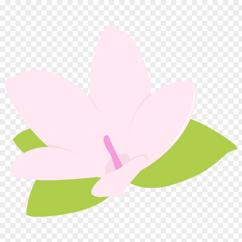 Sacred Lotus Family Pink Petal Flower Clip Art Plant PNG