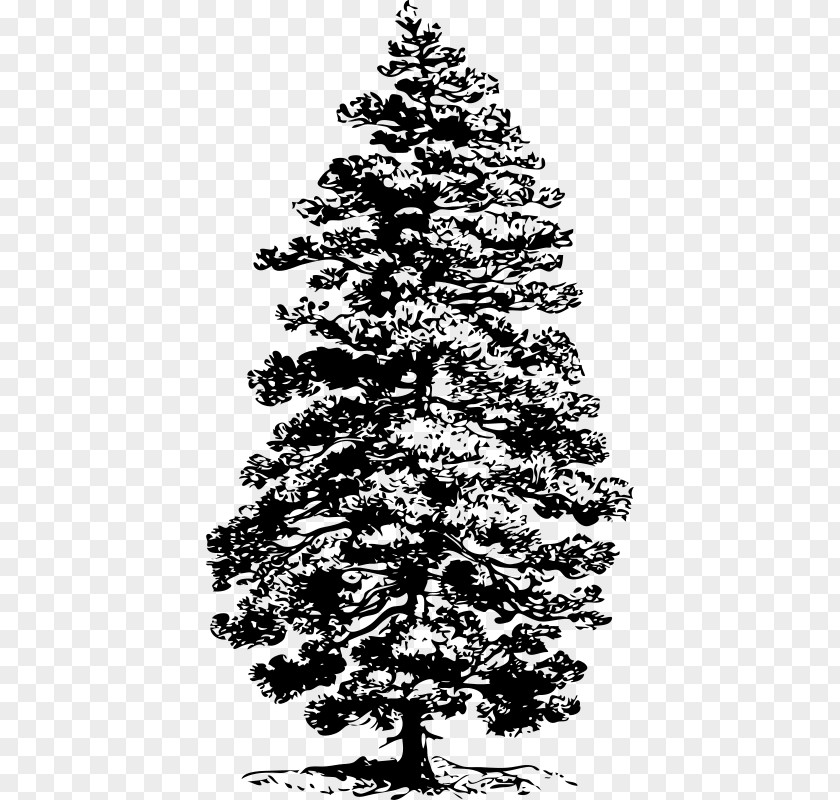 Tree Ponderosa Pine Clip Art PNG