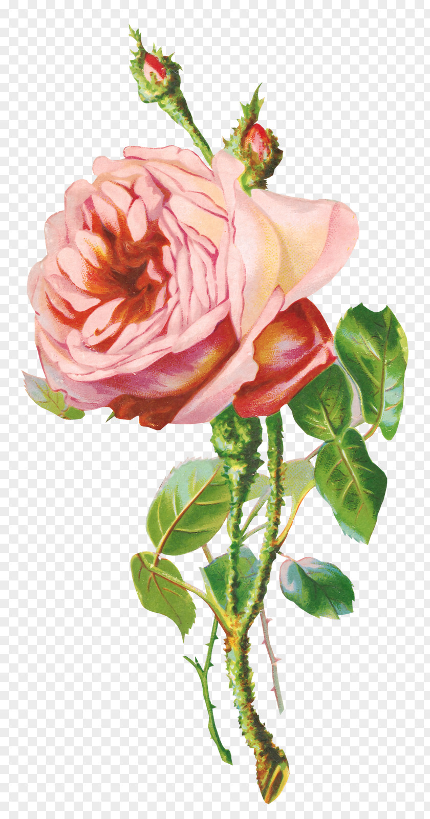 Vintage Flower Garden Roses Clip Art PNG