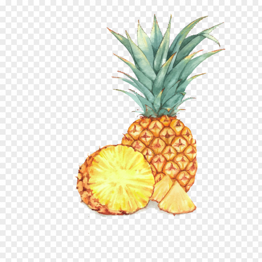 A Pineapple Fruit Watercolor Painting Drawing Illustration PNG