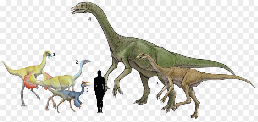 Dinosaur Deinocheirus Pelecanimimus Gallimimus Ornithomimus Alxasaurus PNG