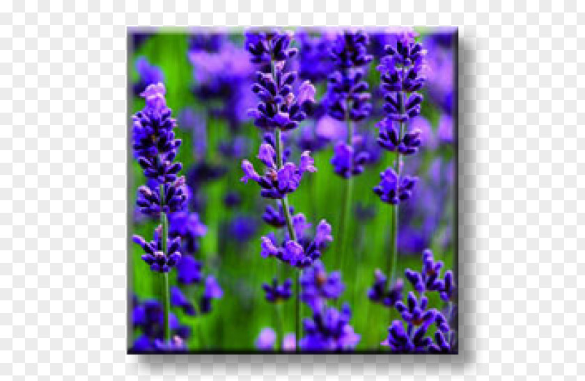 Flower English Lavender French Plant Seed PNG