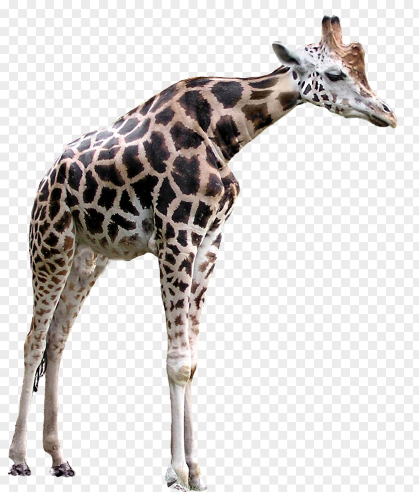 Giraffe GIMP Clip Art PNG