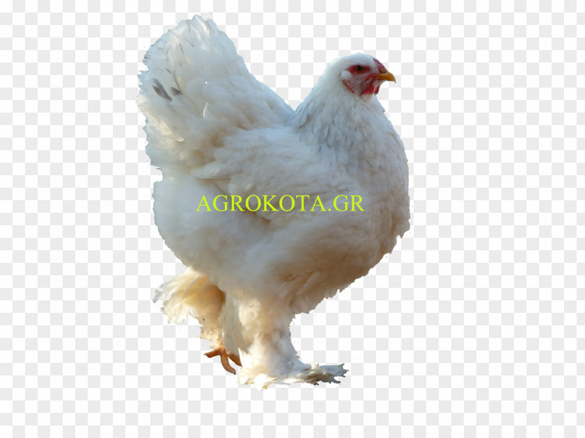 Hen Species Rooster Australorp Poultry Chicken As Food Breed PNG