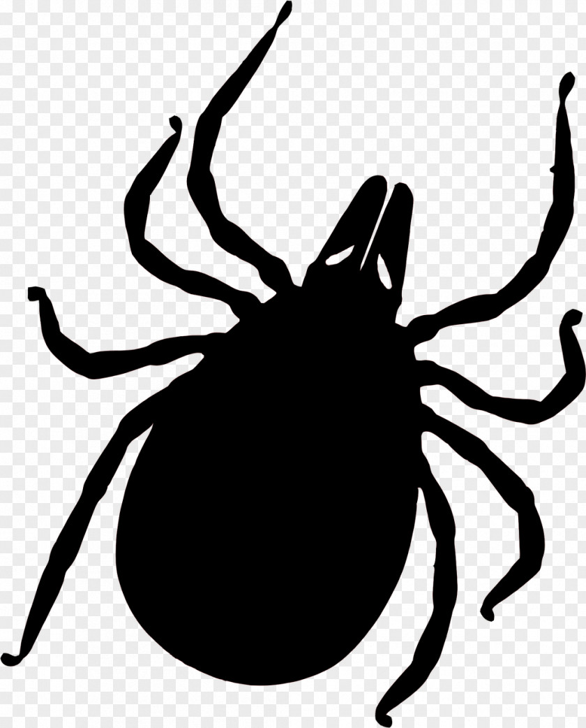Vector Tick-borne Disease Lyme Deer Tick Insect Bites And Stings PNG